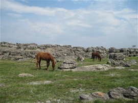 Wild horses